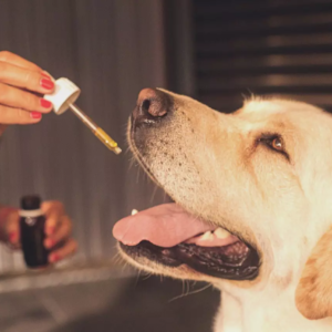 CBD pour les animaux de compagnie : comment le CBD peut-il aider les chiens et les chats ?